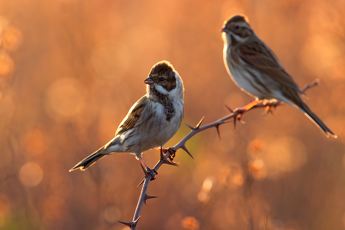 Migliarini di Palude