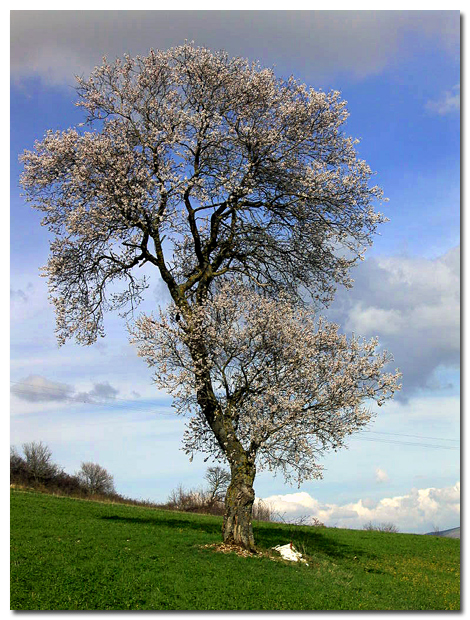 Mandorlo in fiore!