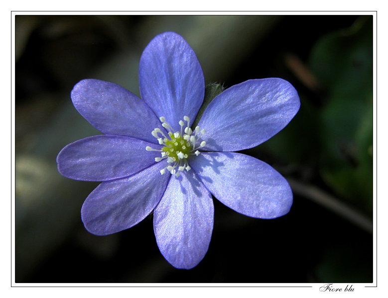 Fiore blu!
