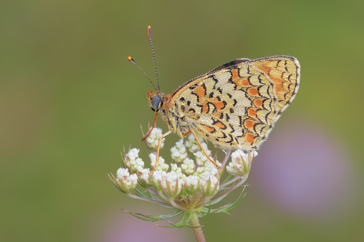 Melitaea-phoebe-tutta-vestita-di-perle_DSC0799