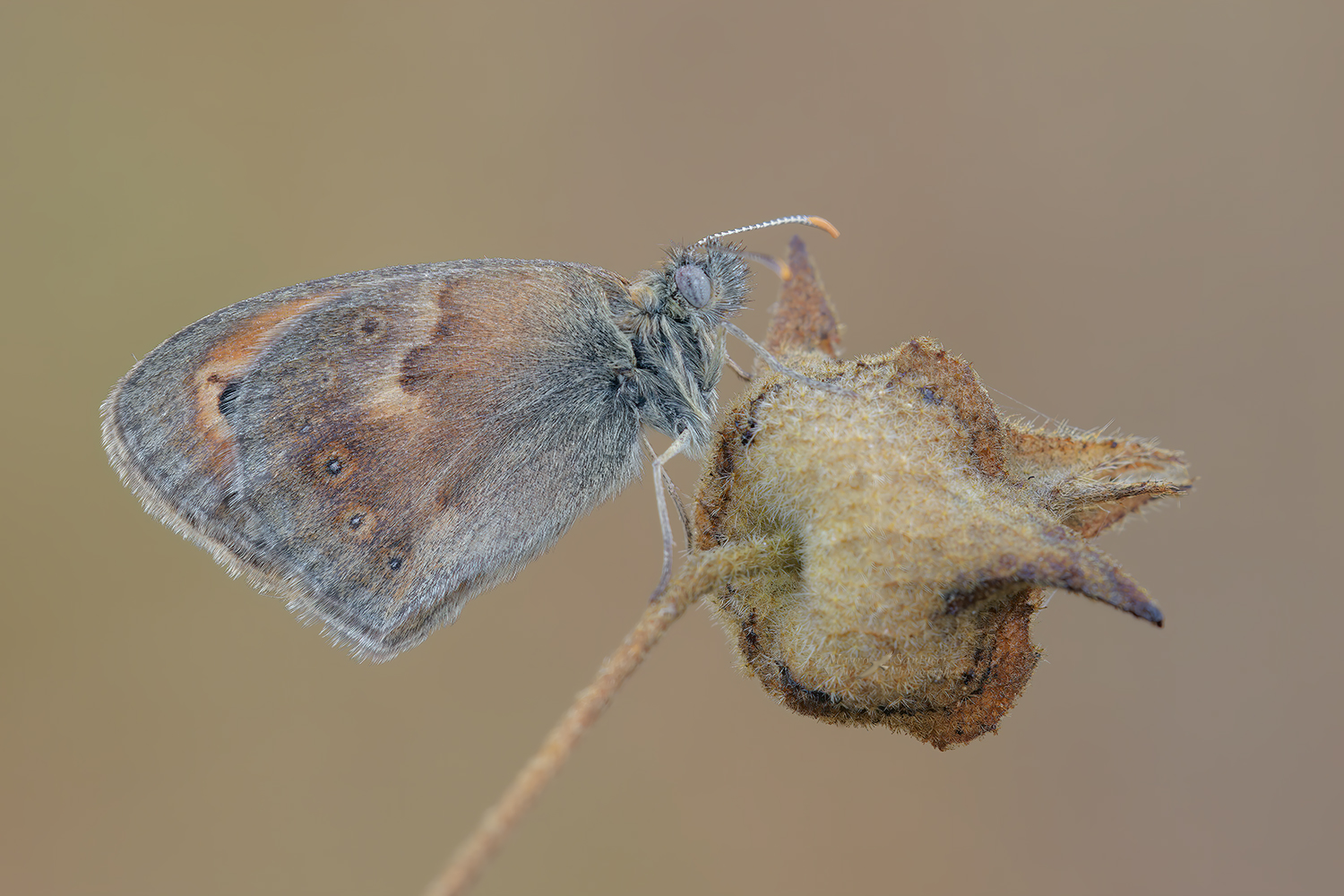 Coenonympha-pamphilus_