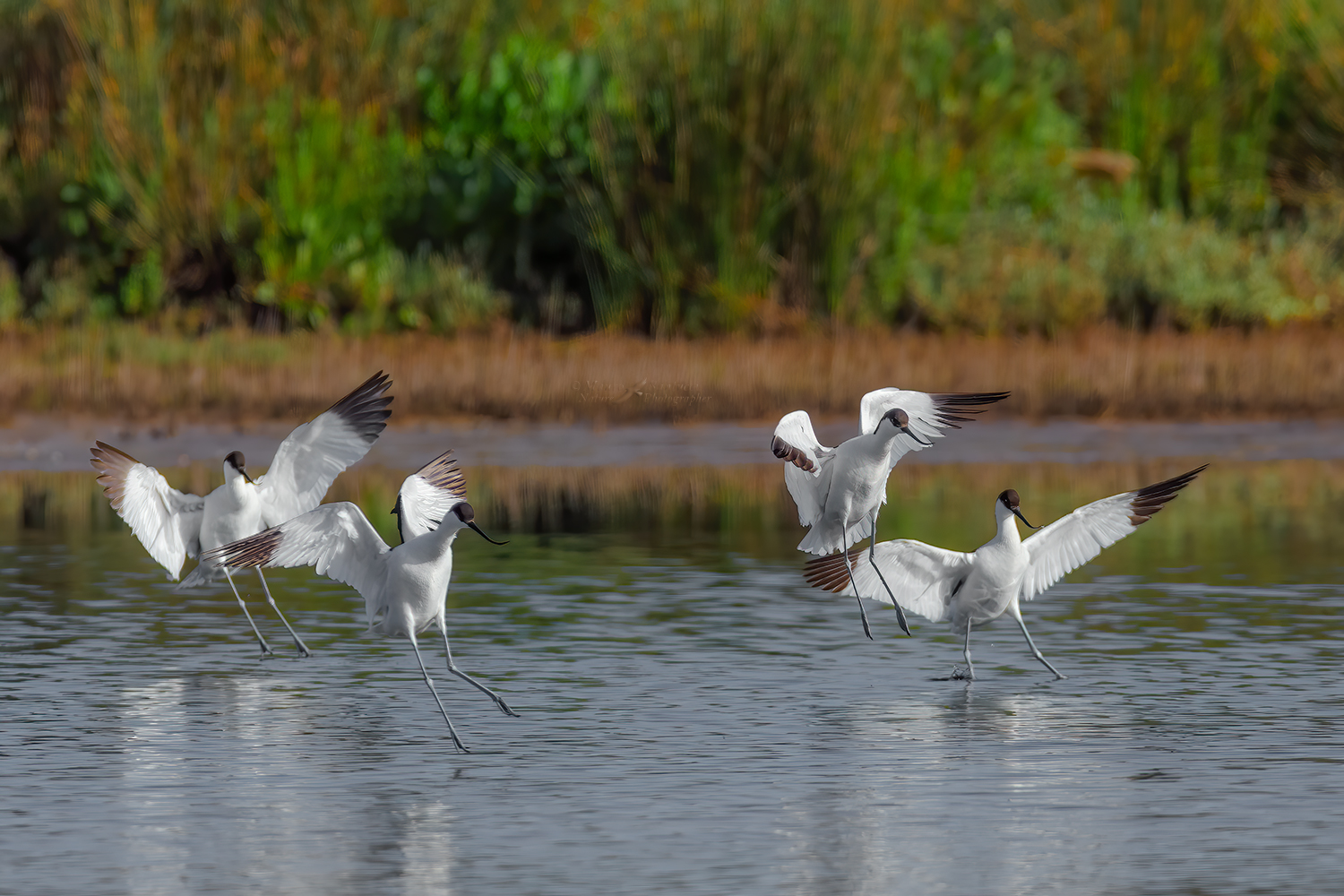 Avocette-in-arrivo_DSC1395