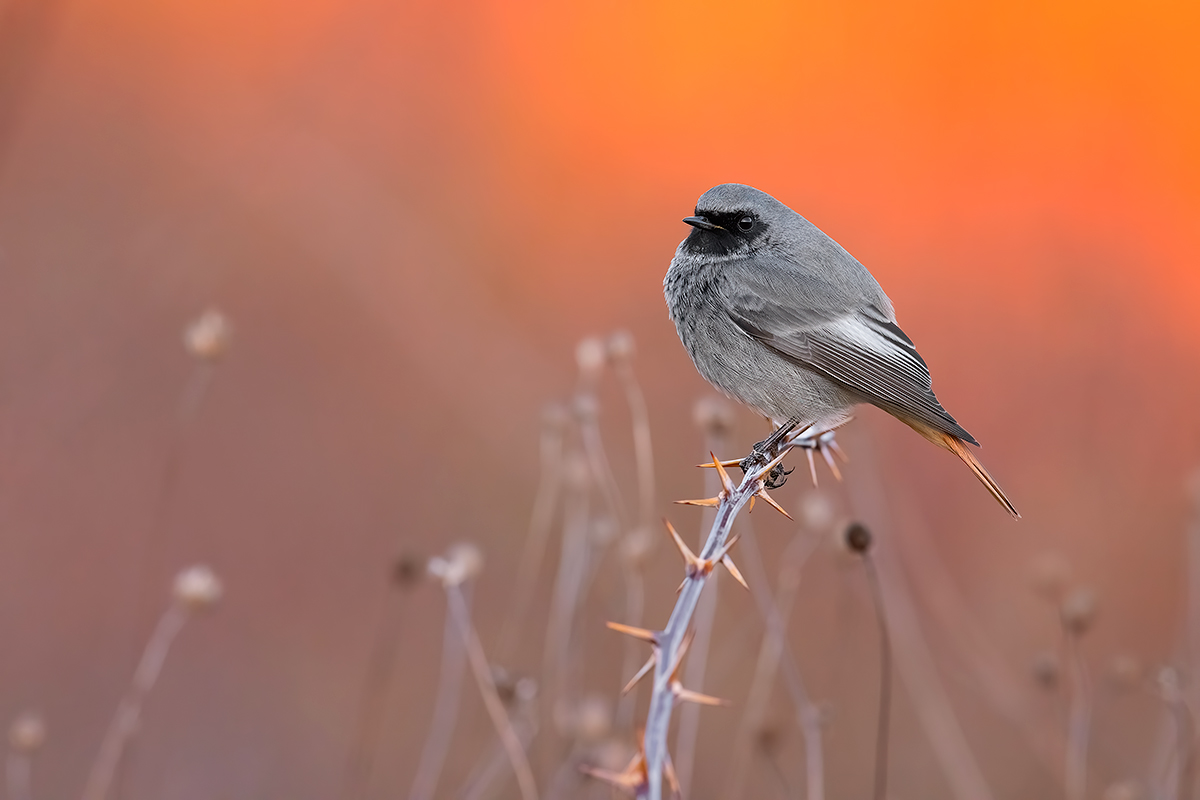 Codirosso Spazzacamino