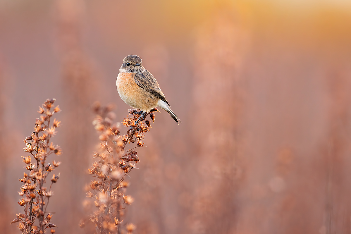 Atmosphere....(Saltimpalo F.)