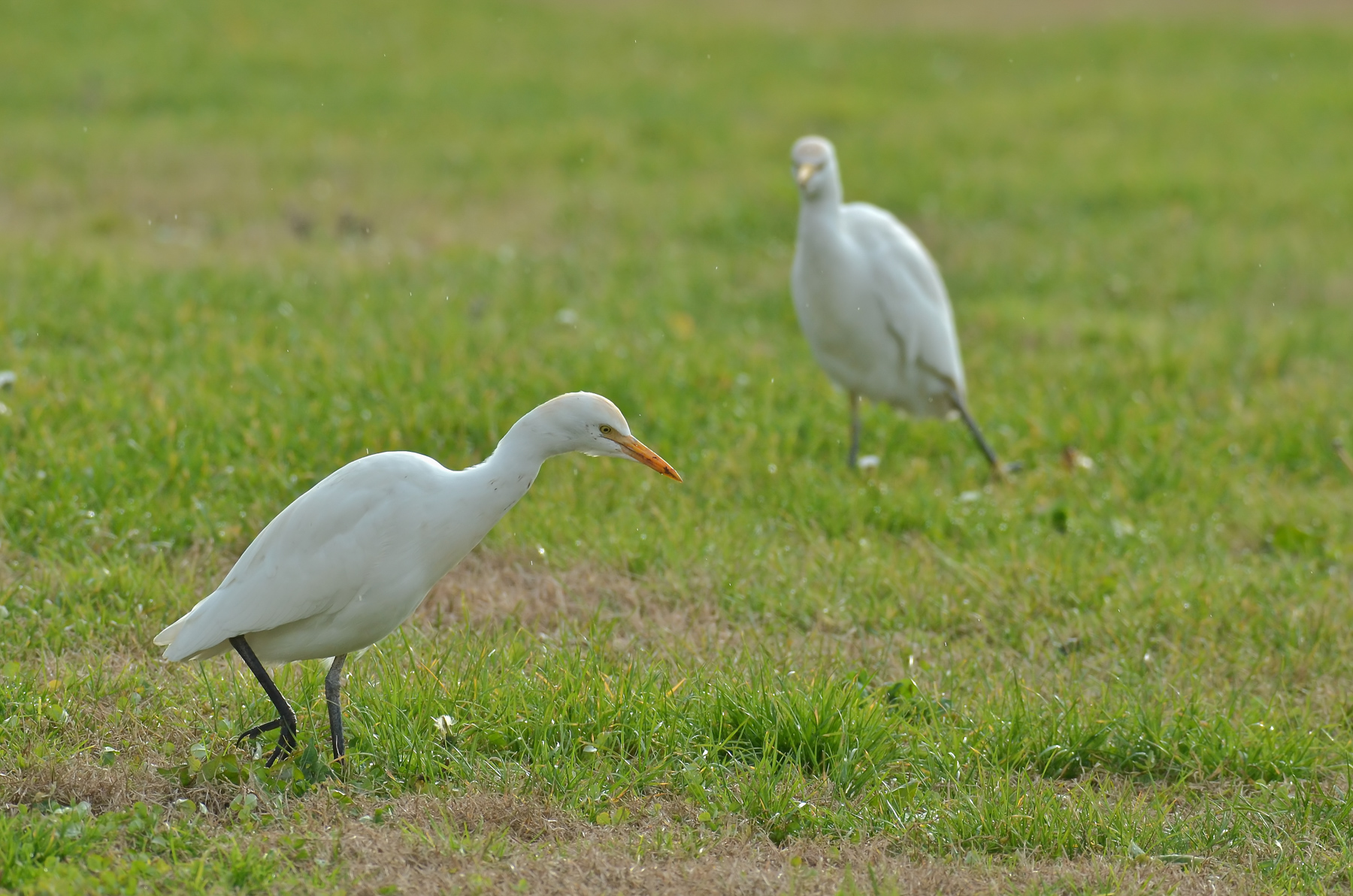 Primo e secondo piano