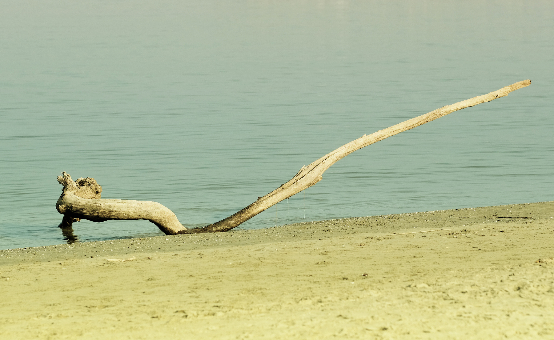 Serpente...marino...