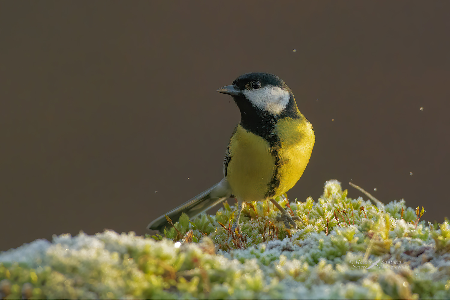Cinciallegra e il muschio ghiacciato