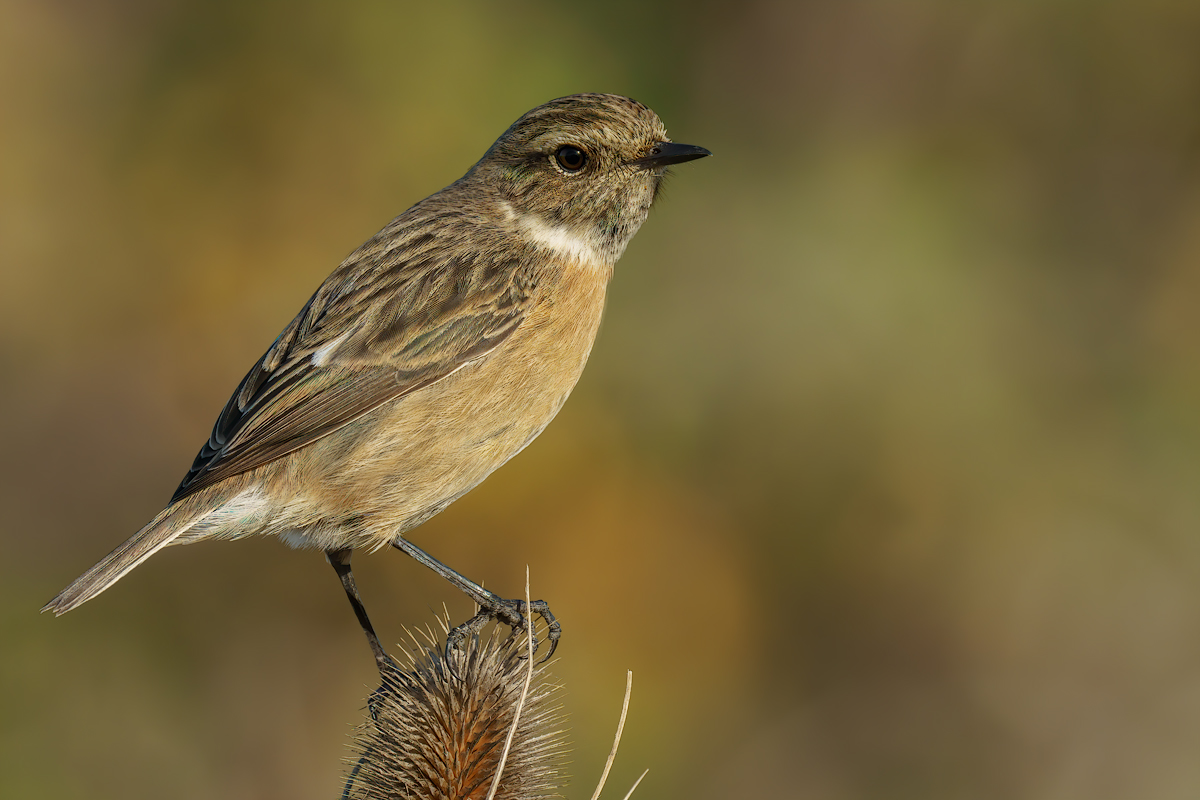 Saltimpalo (Saxixola rubicola)