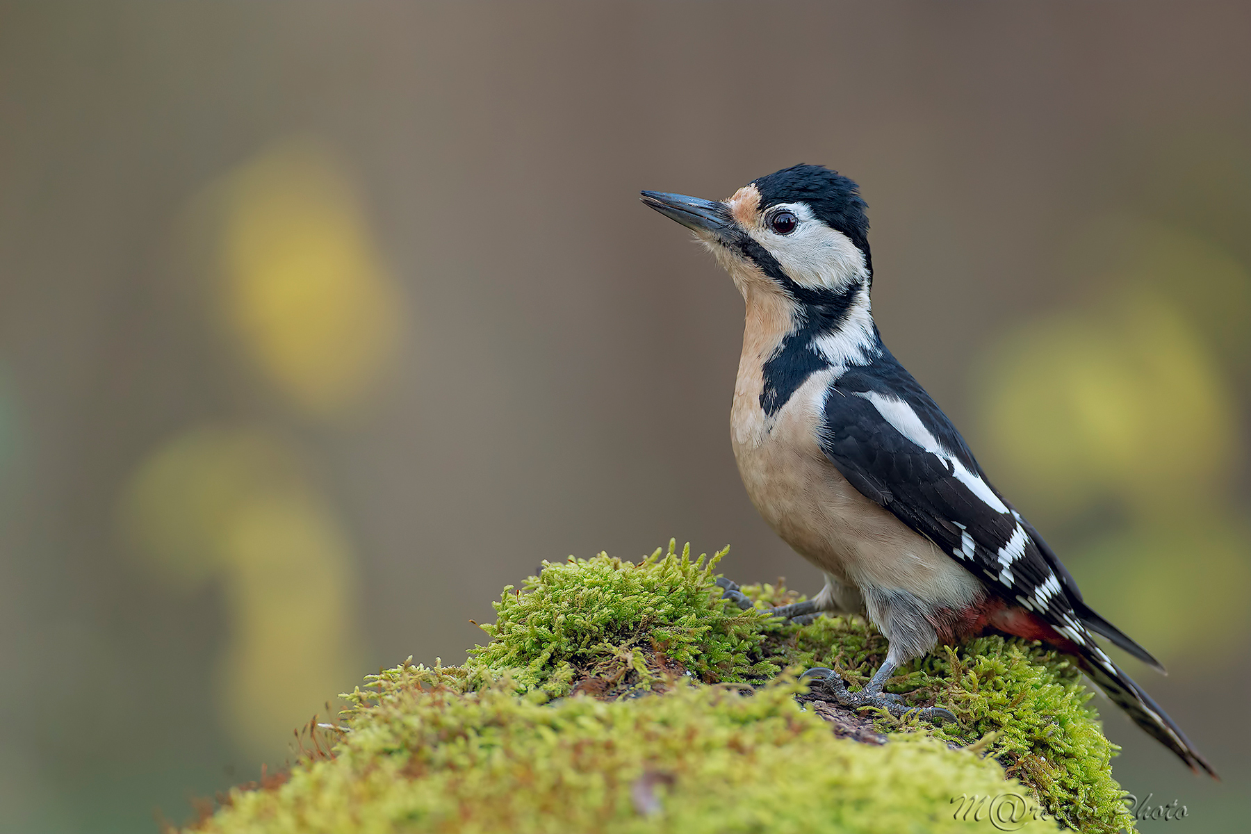 Picchio rosso maggiore F.