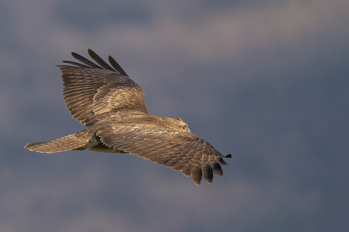 Volare insieme alla Poiana