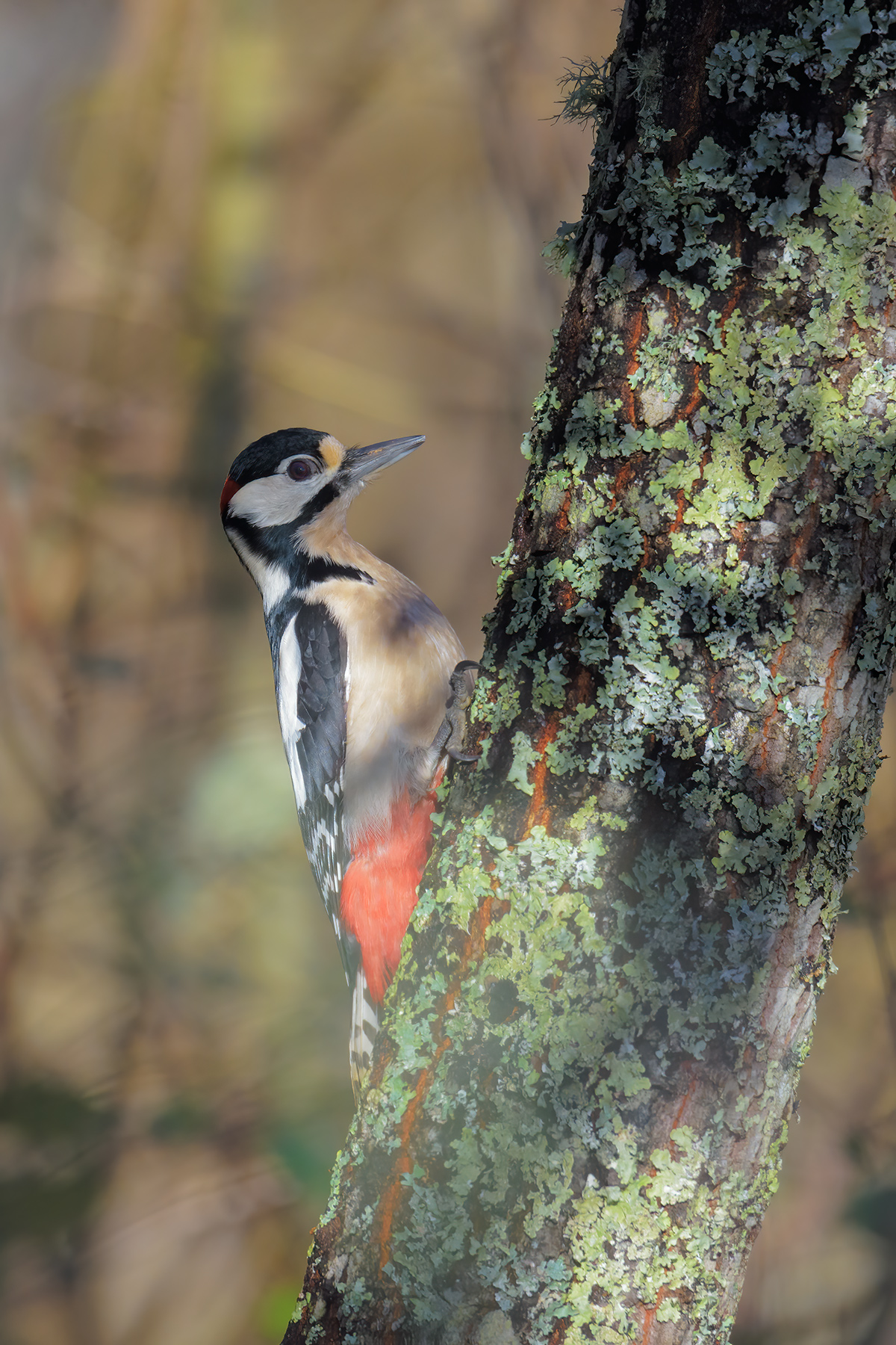 Picchio rosso maggiore