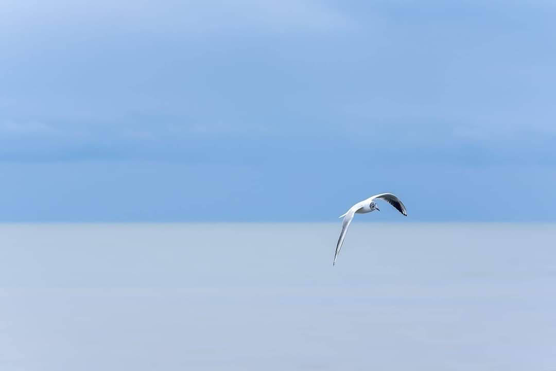 Il volo del gabbiano