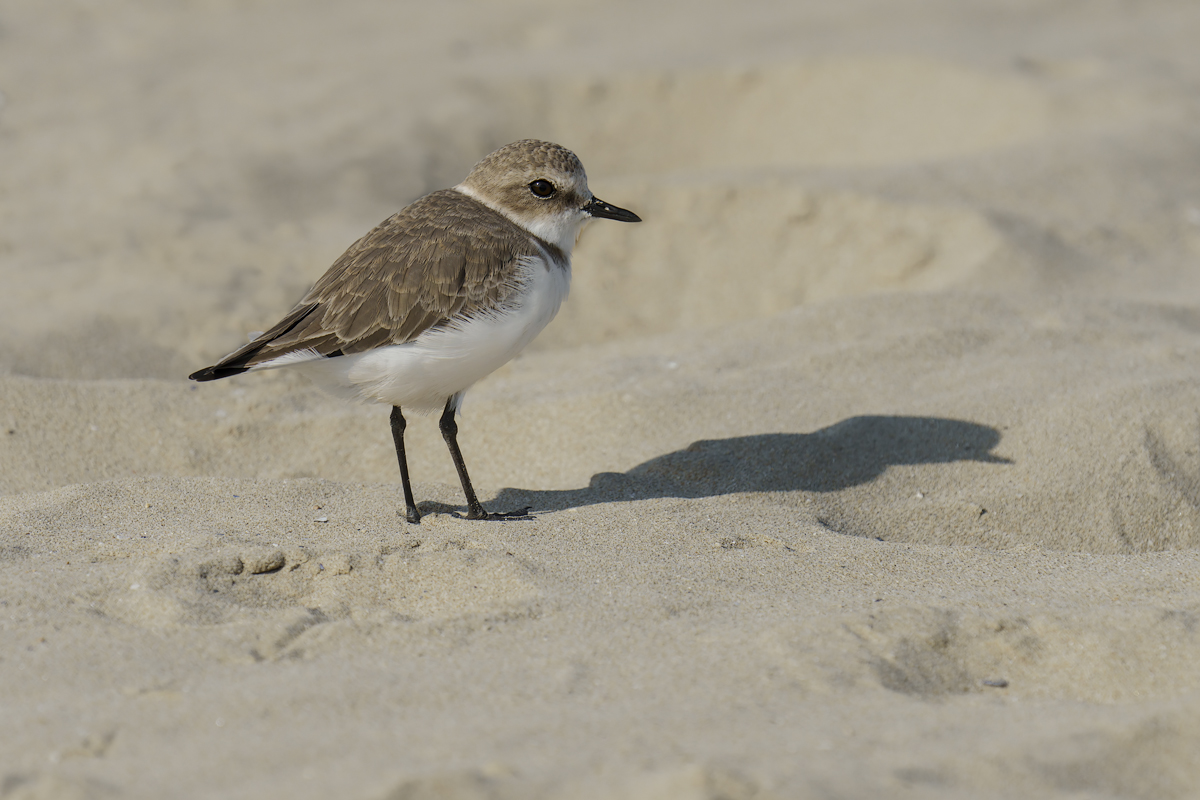 Fratino (Charadrius alexandrinus)