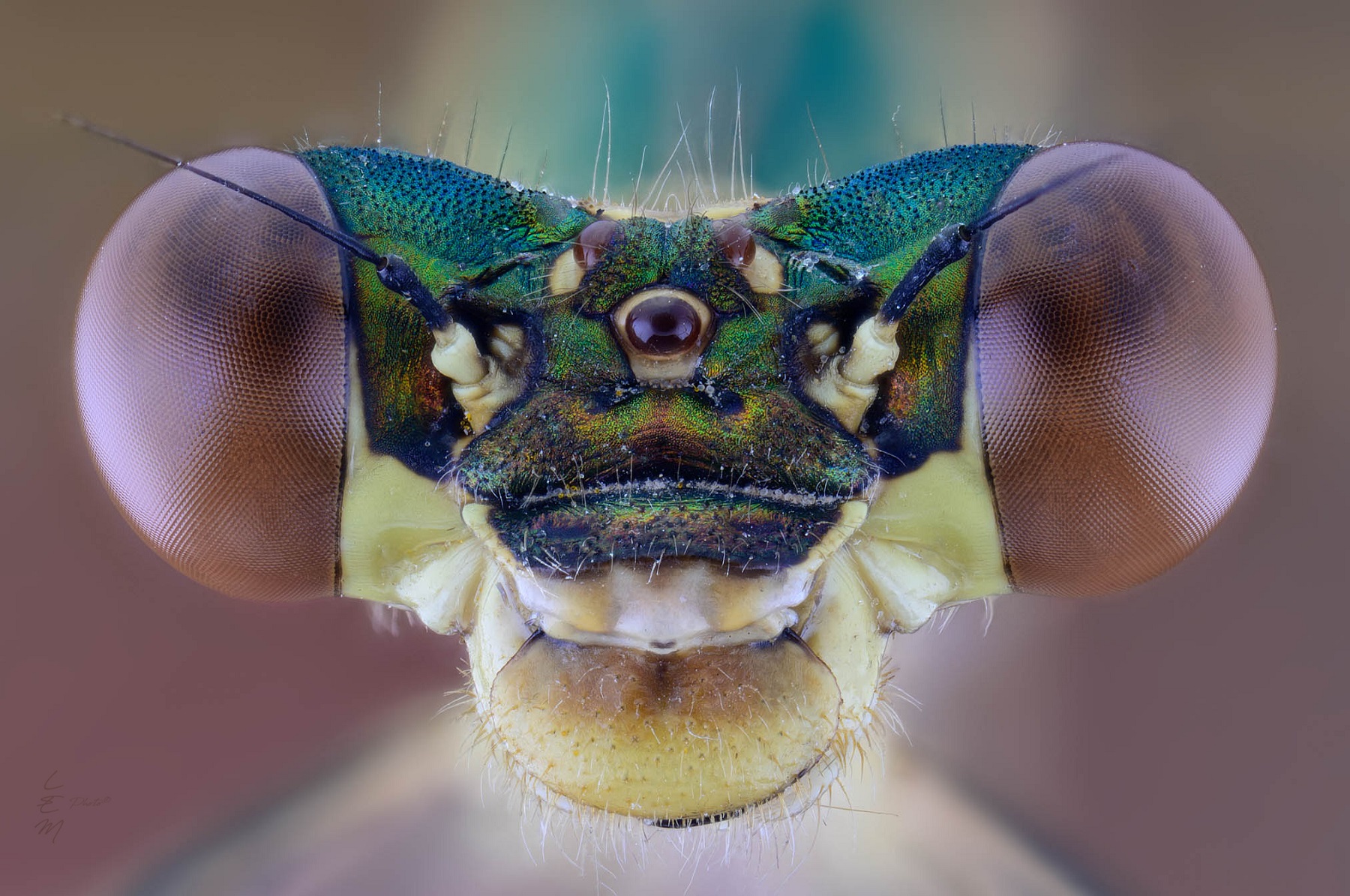 Lestes dryas (Kirby 1890)