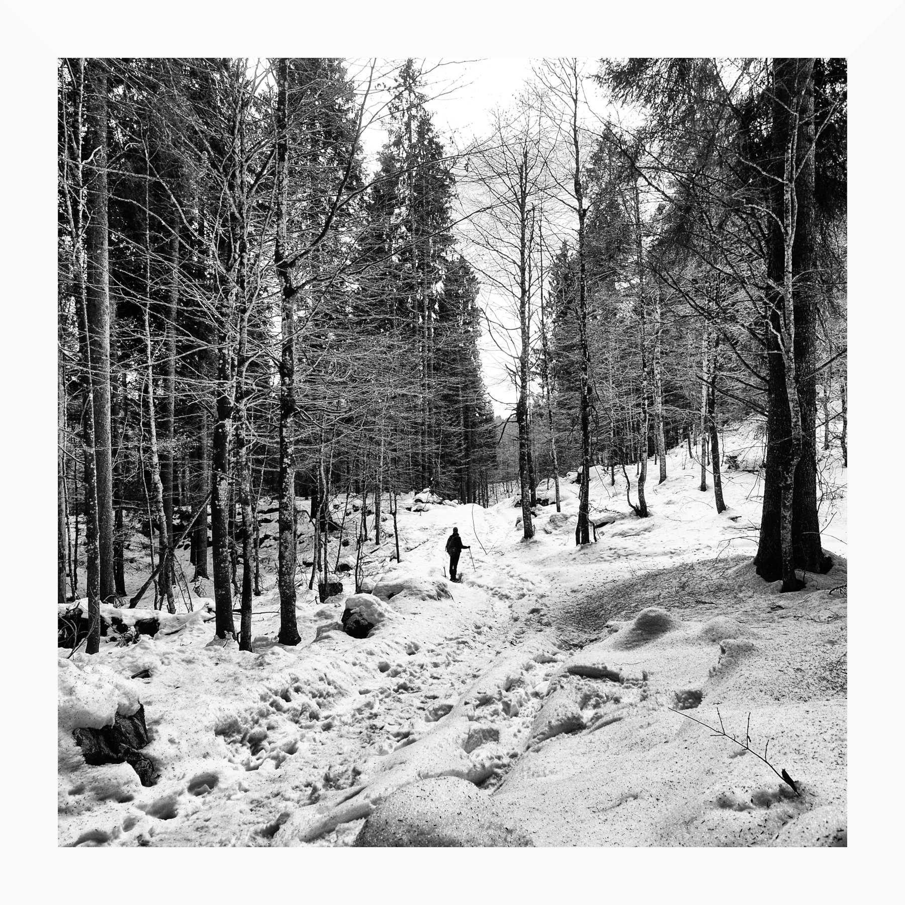 Autoscatto nel bosco invernale