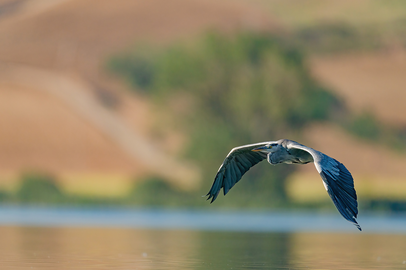 Il Cenerino,luci e colori