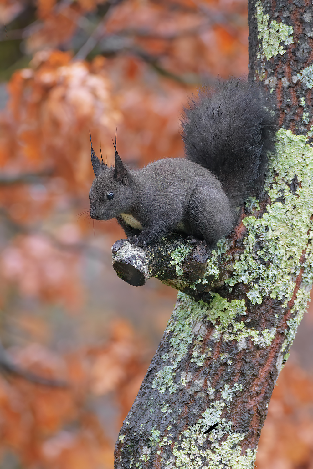 Scoiattolo-comune_DSC2391.jpg