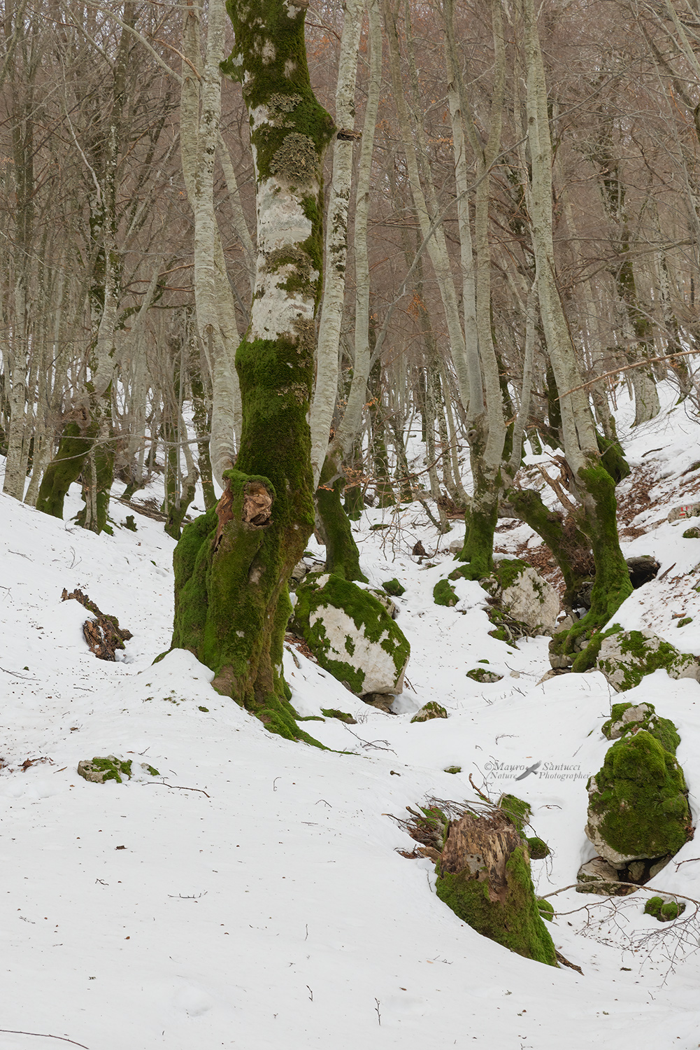 Creature-del-bosco_DSC1395.jpg