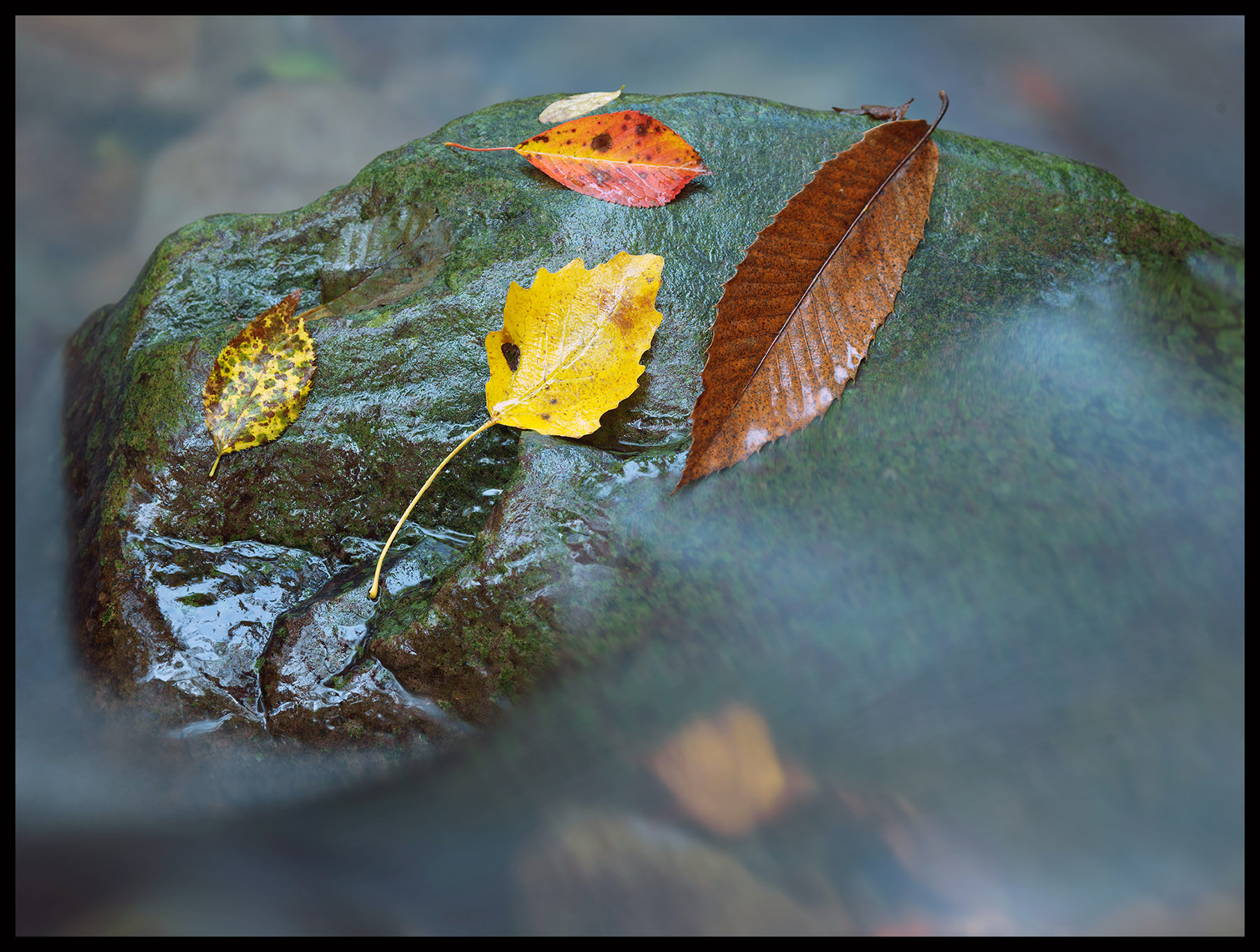 Come d'autunno su di un sasso le foglie