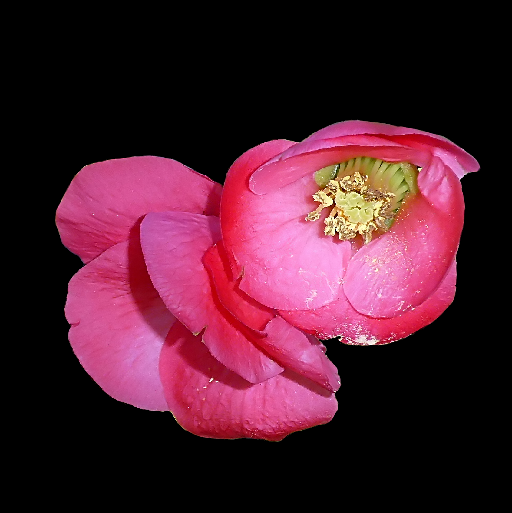 *** Cascata di polline ***