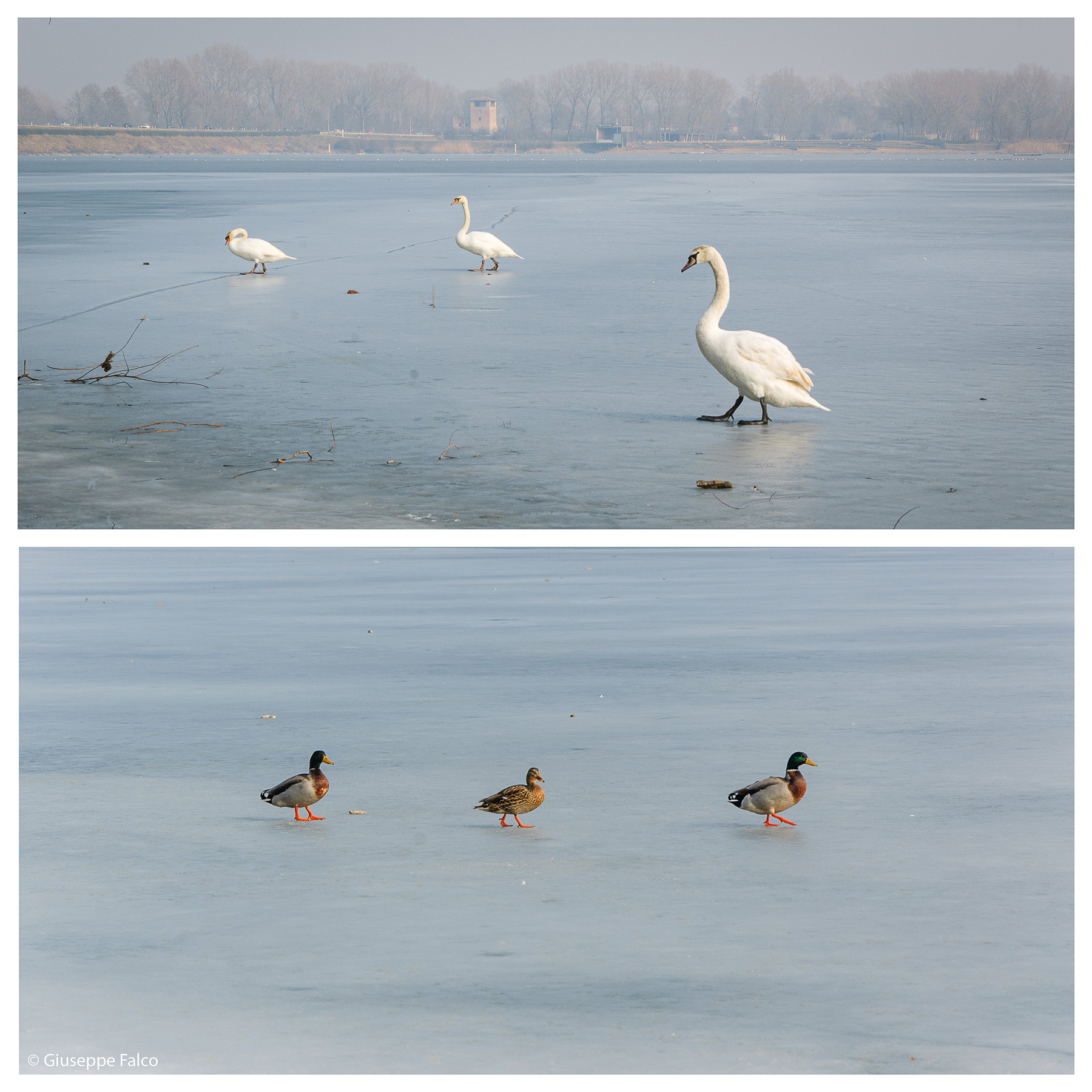 Quando il Lago Ghiacci�... Epilogo