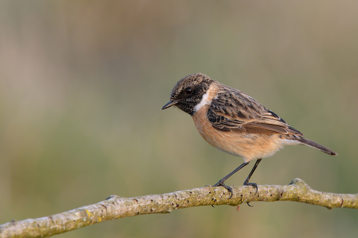 Saltimpalo (Saxixola rubicola)