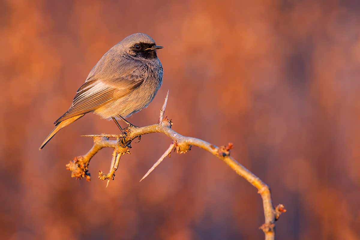 Codirosso Spz. (tramonto)