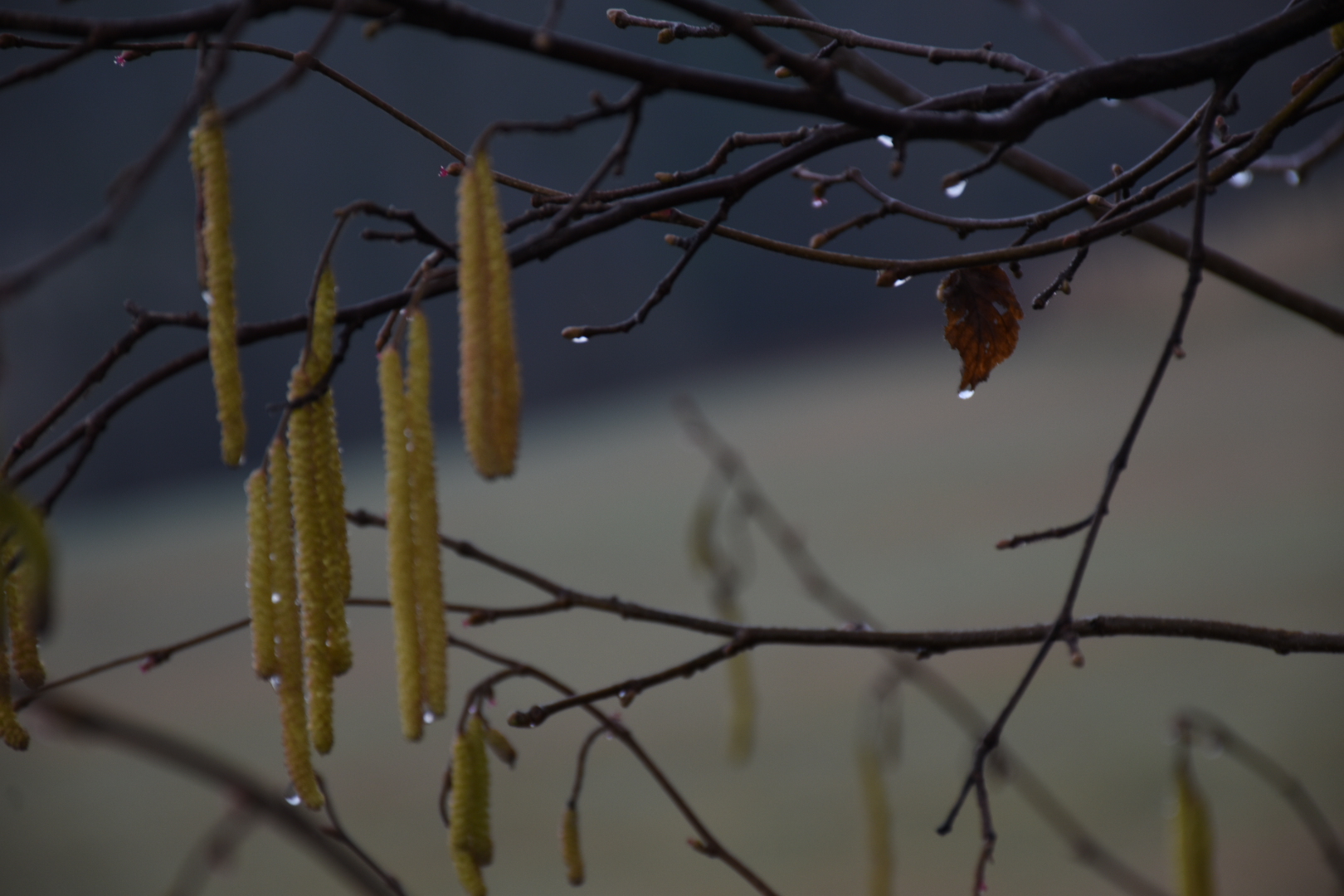Nocciole sotto la pioggia...