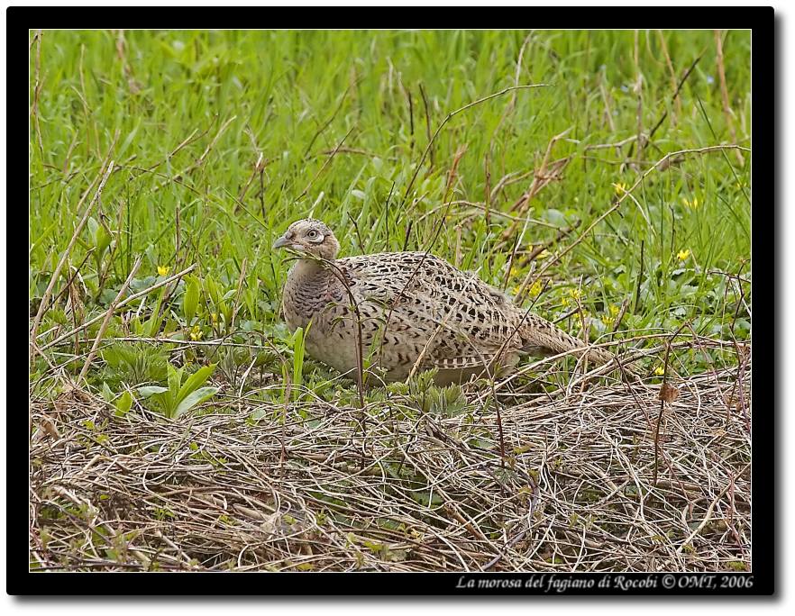 La morosa del fagiano di Rocobi
