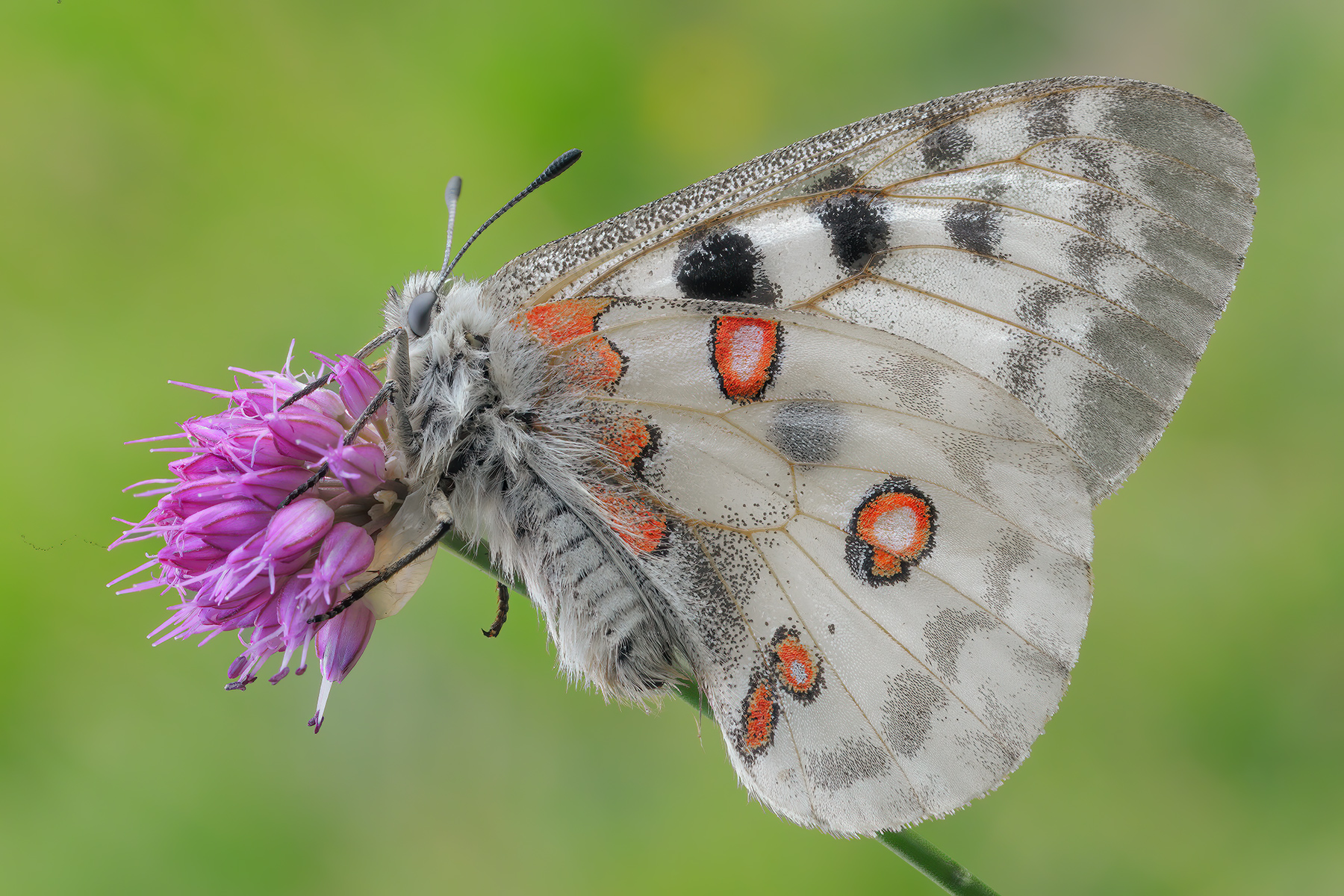 Parnassius apollo