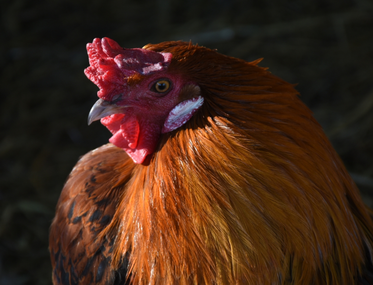 Bellissimo gallo....