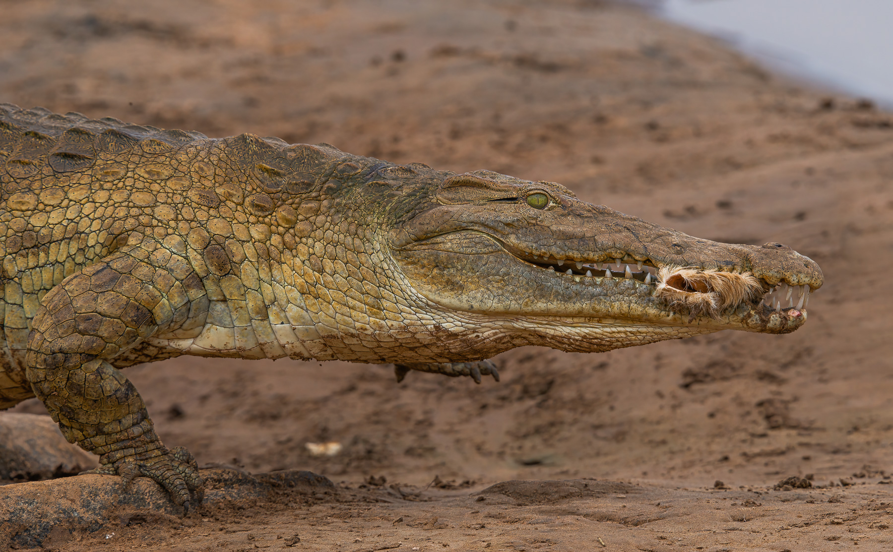 coccodrillo kenya