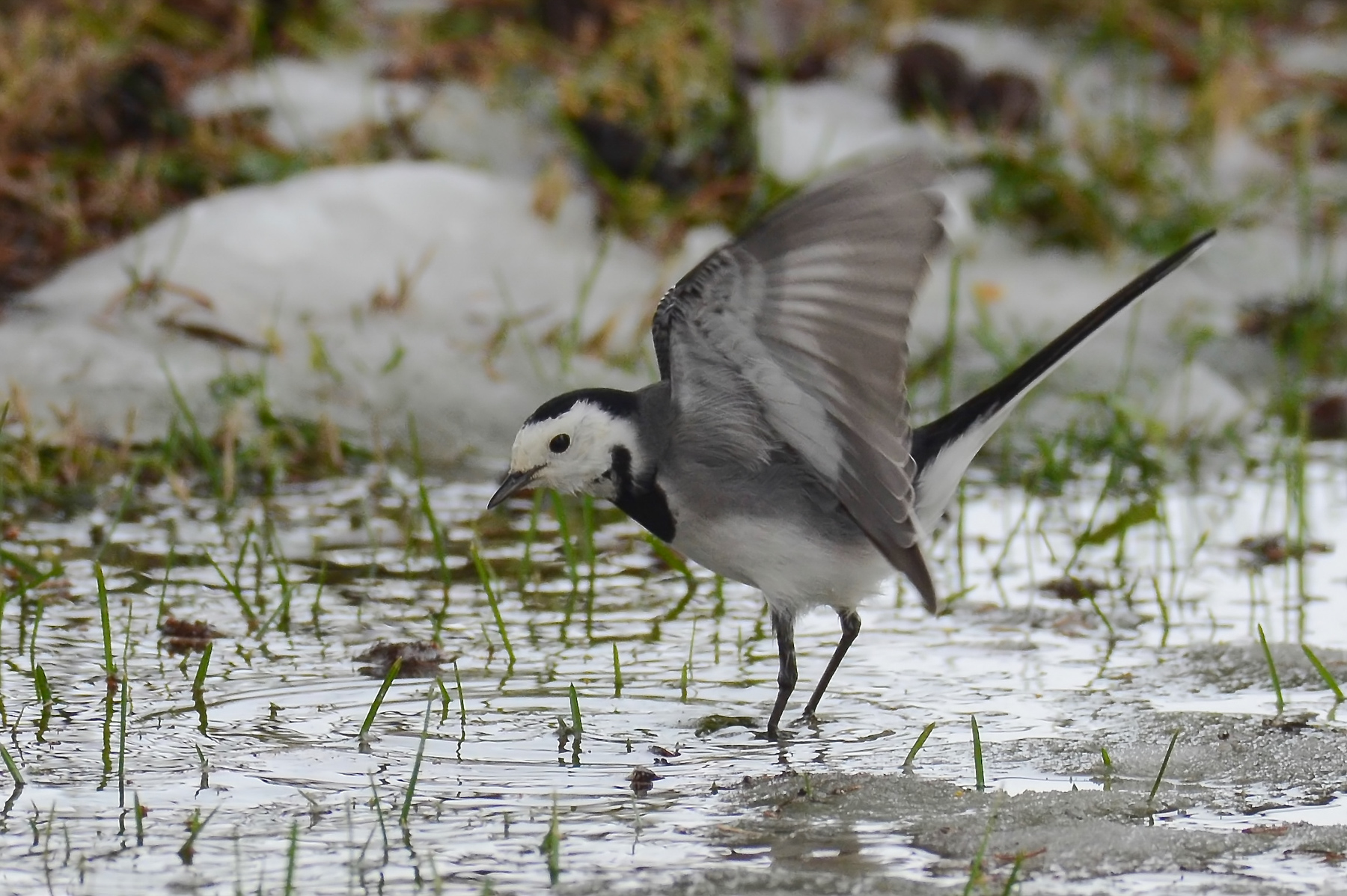 Balla balla, ballerina...