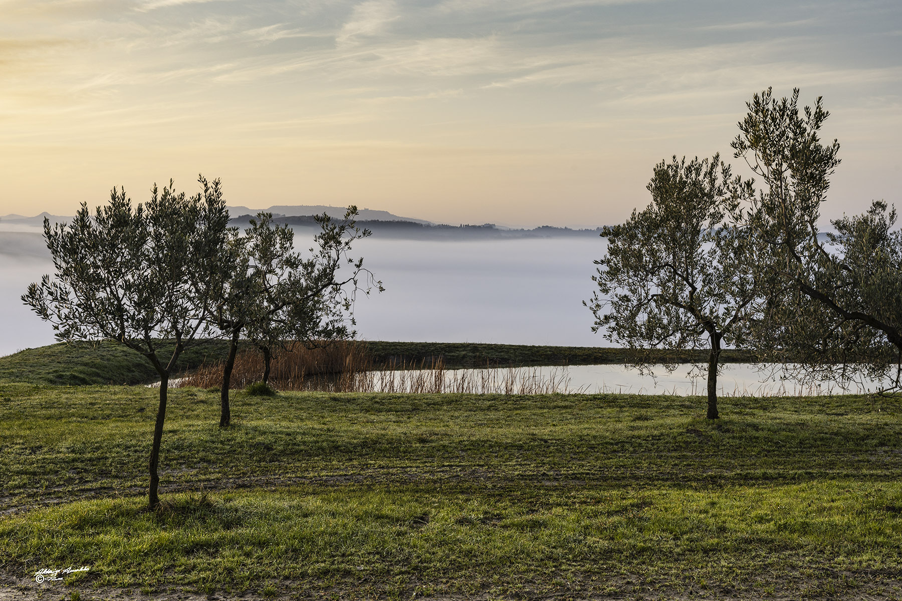 Il laghetto tra gli olivi..