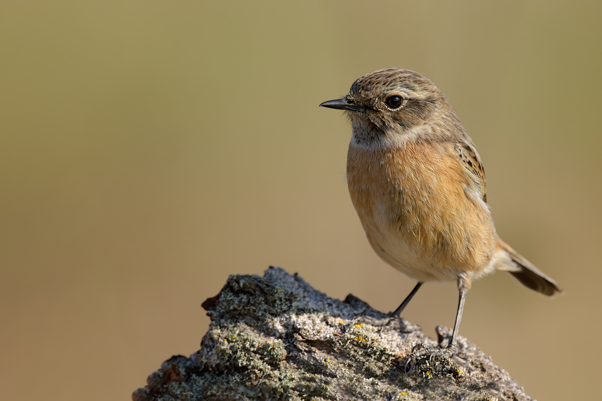 Saltimpalo (Saxixola rubicola)