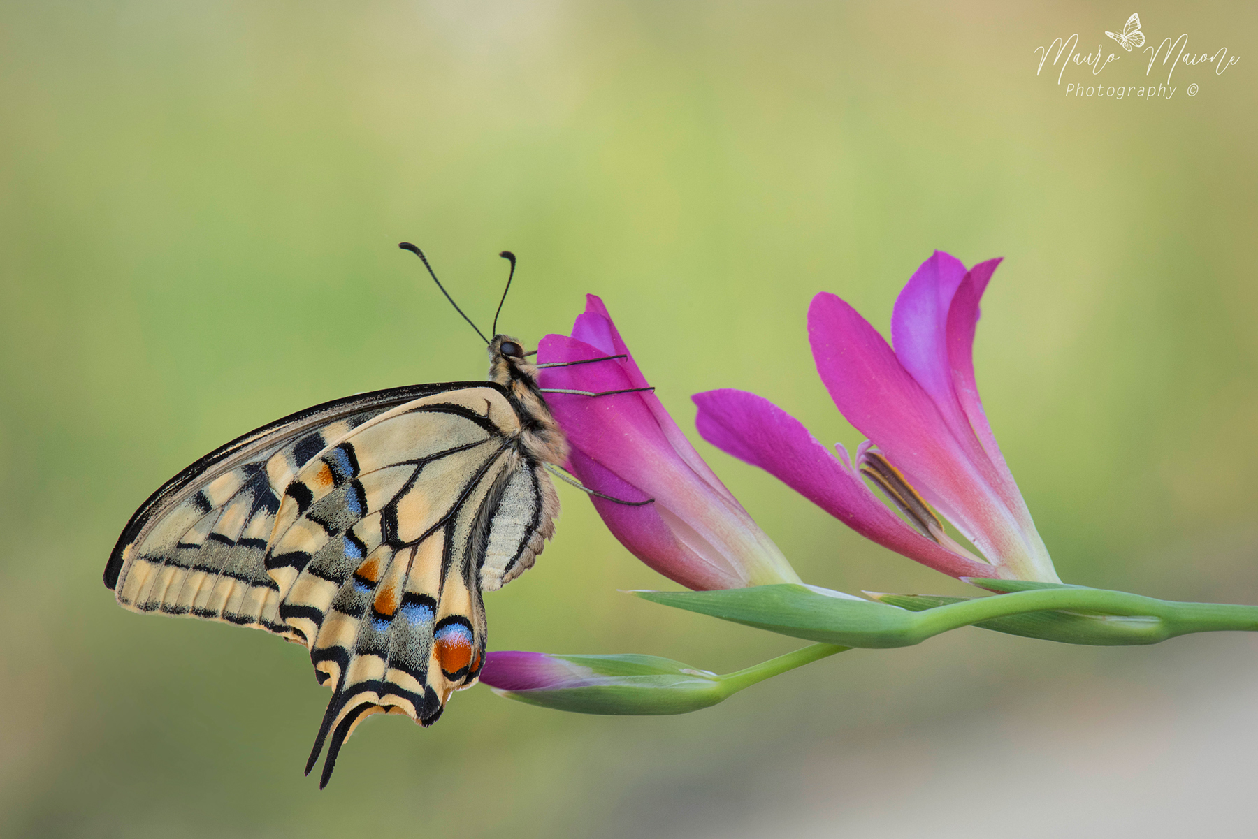 armonie della natura