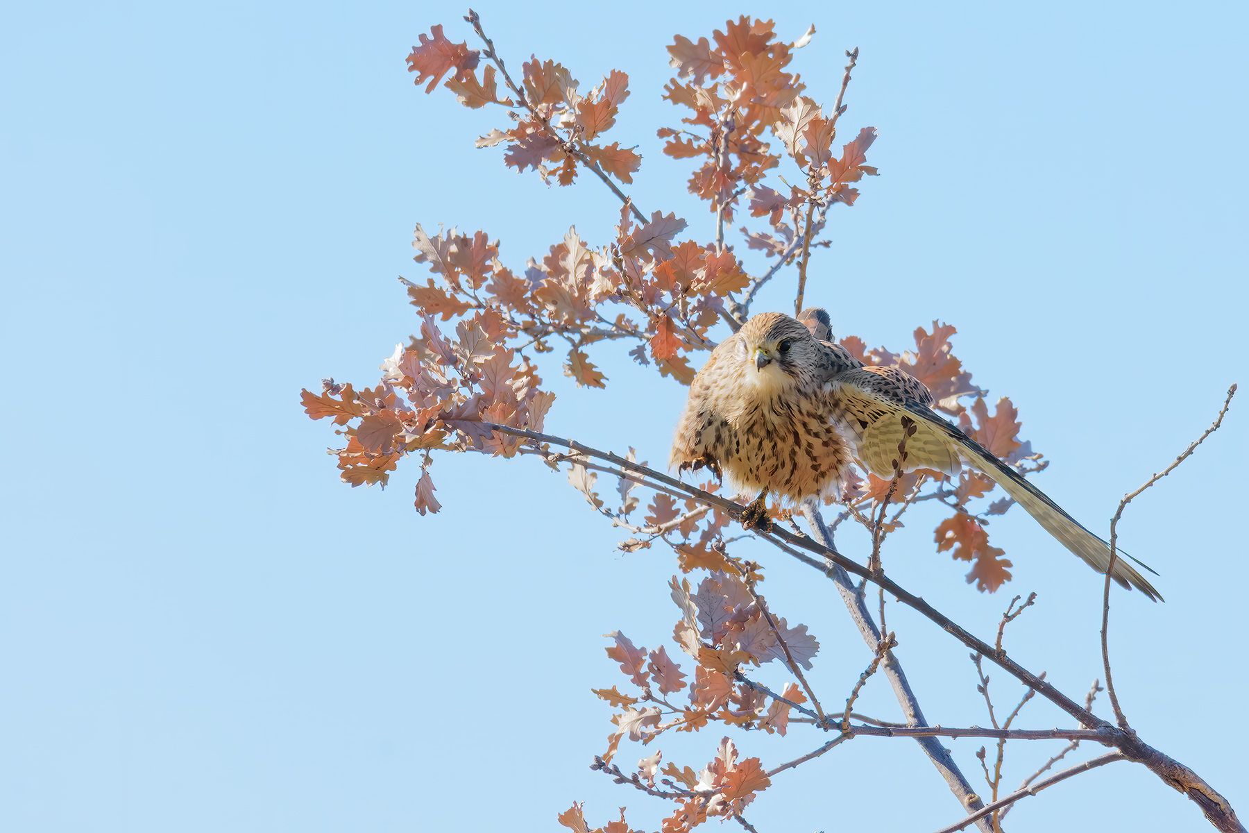 Gheppio: prima della caccia