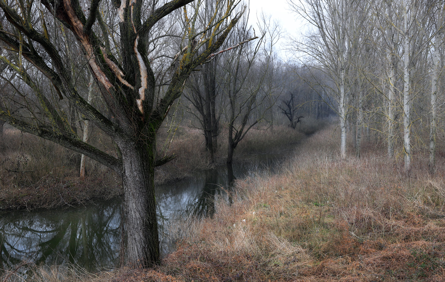 ruvidi tratti invernali