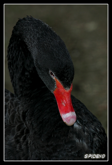 Cigno nero