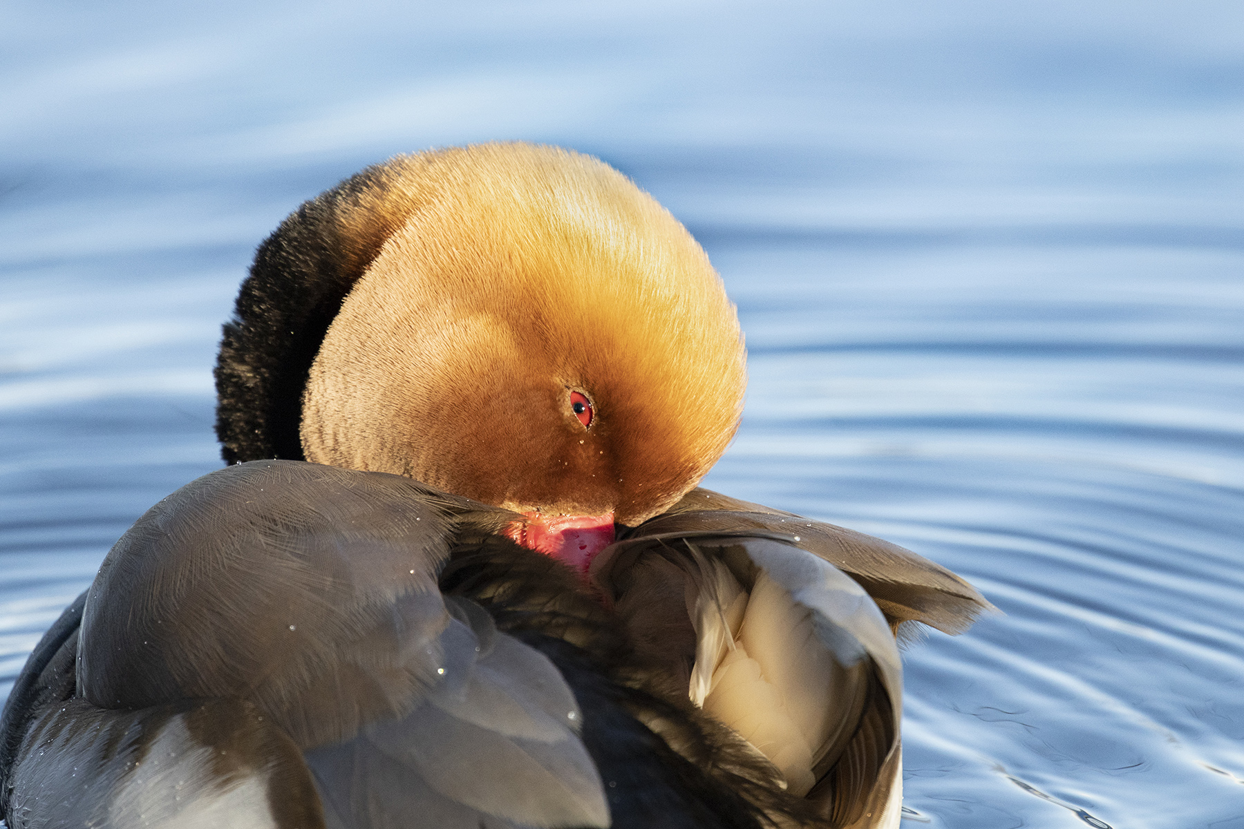 ultimi raggi di sole