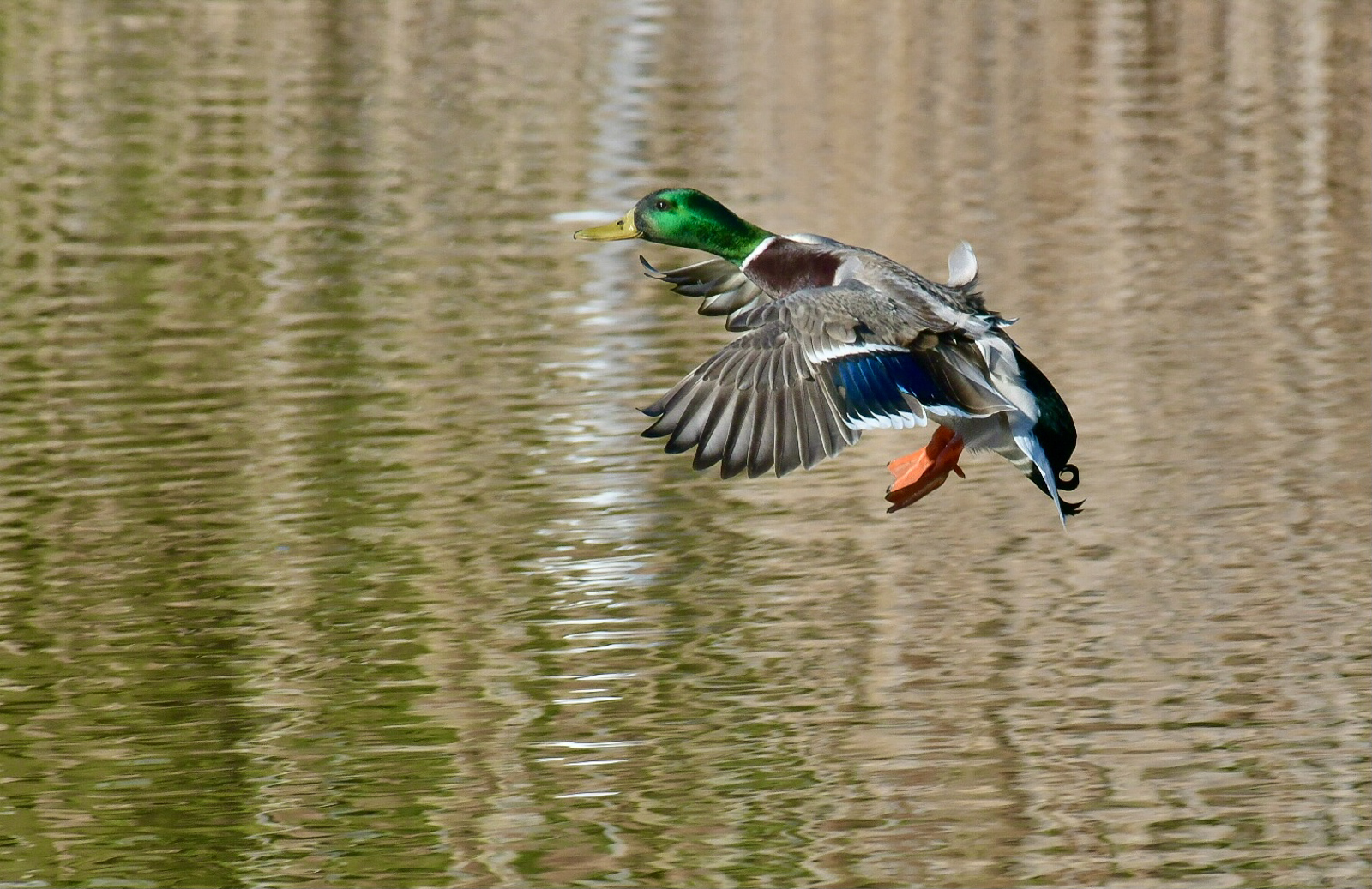 Germano in atterraggio