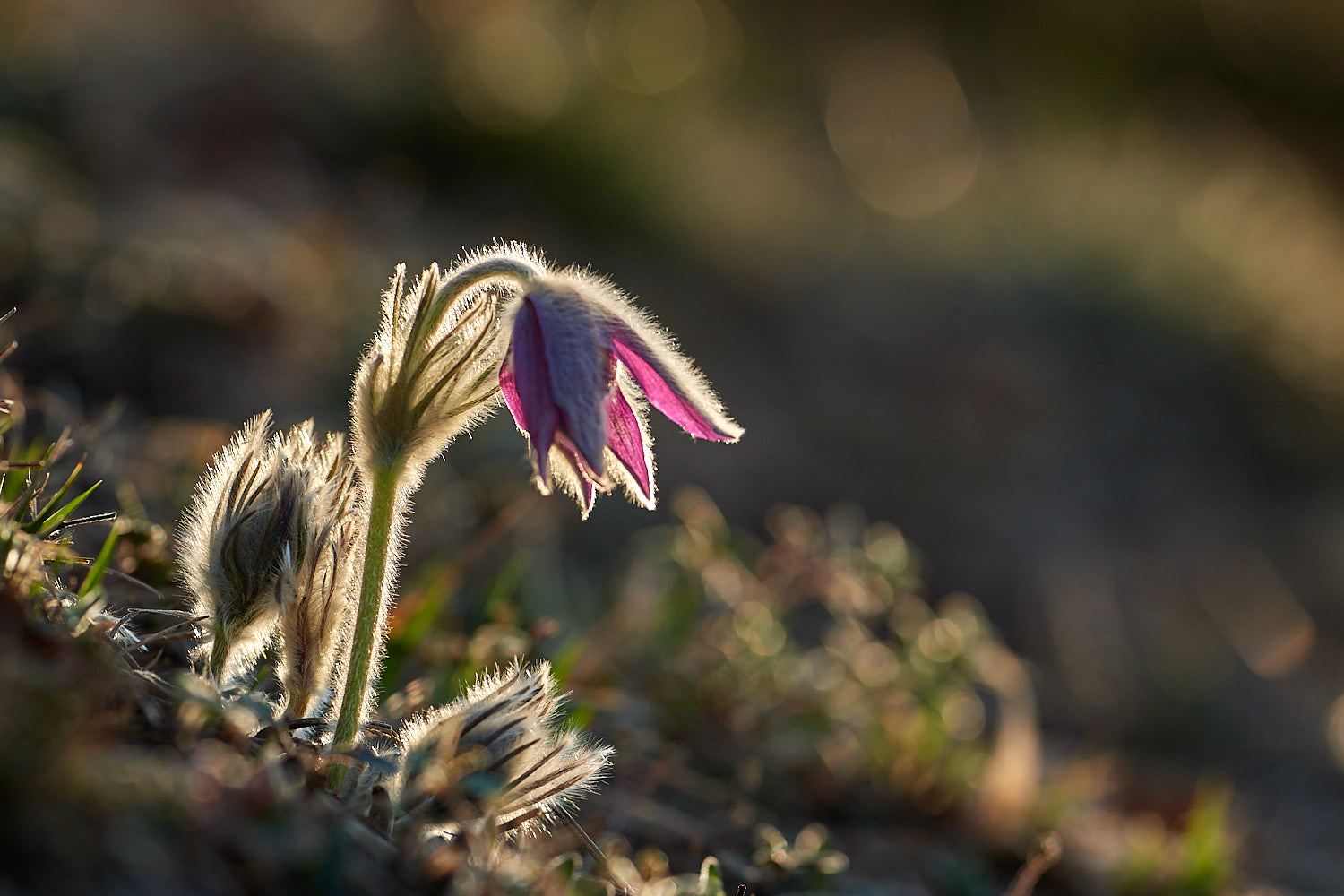 Pulsatilla