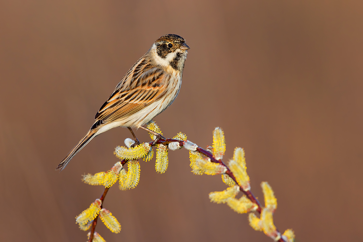 Migliarino di Palude