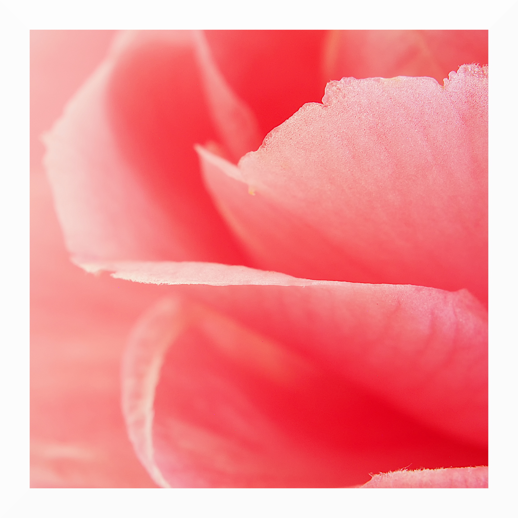 Tra i petali di una camelia