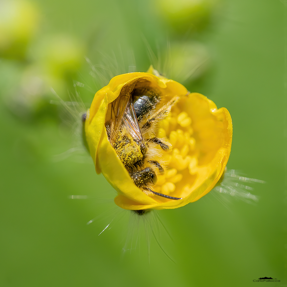 Ape.......riposino!!