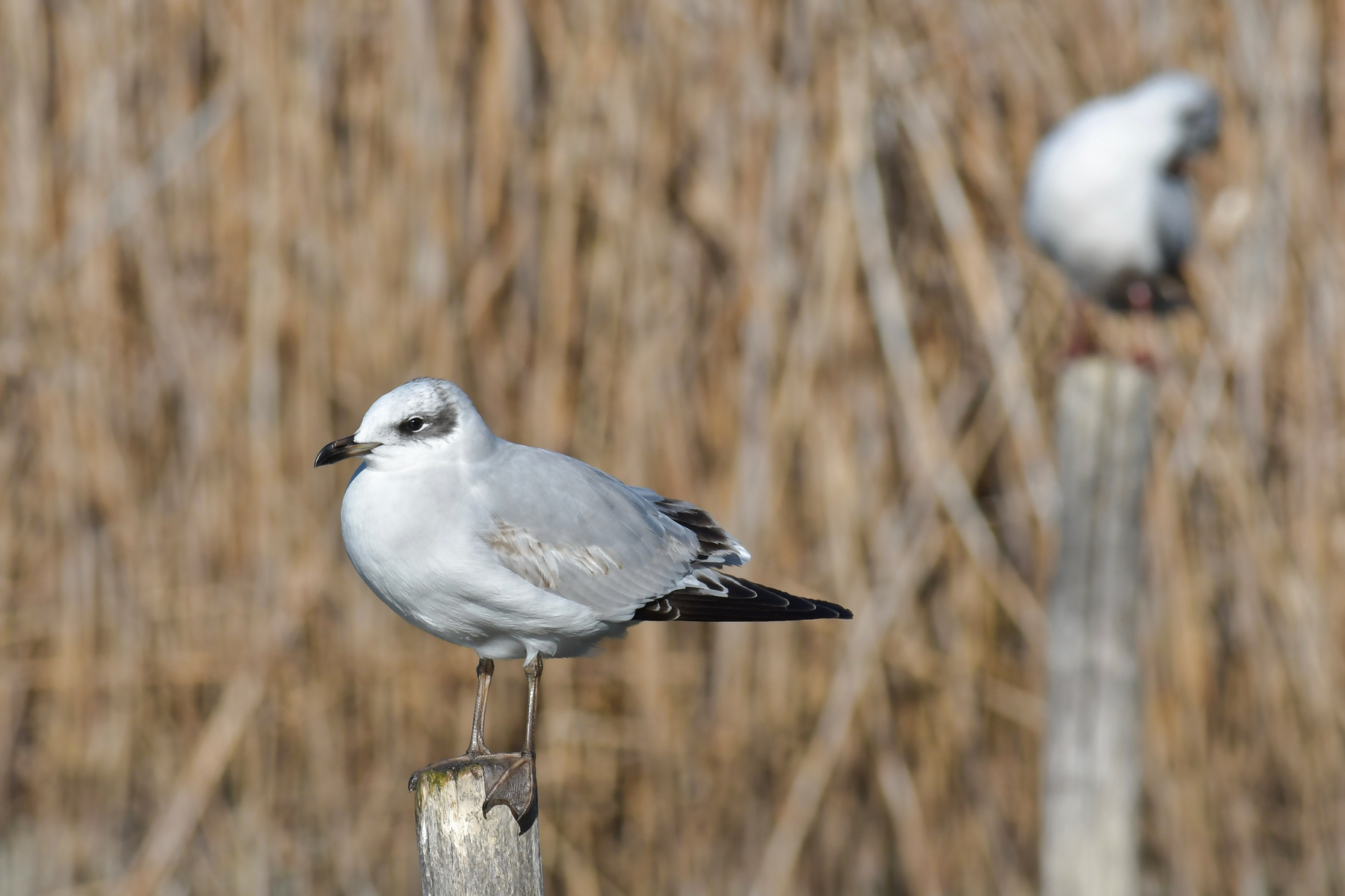 Primo e secondo piano