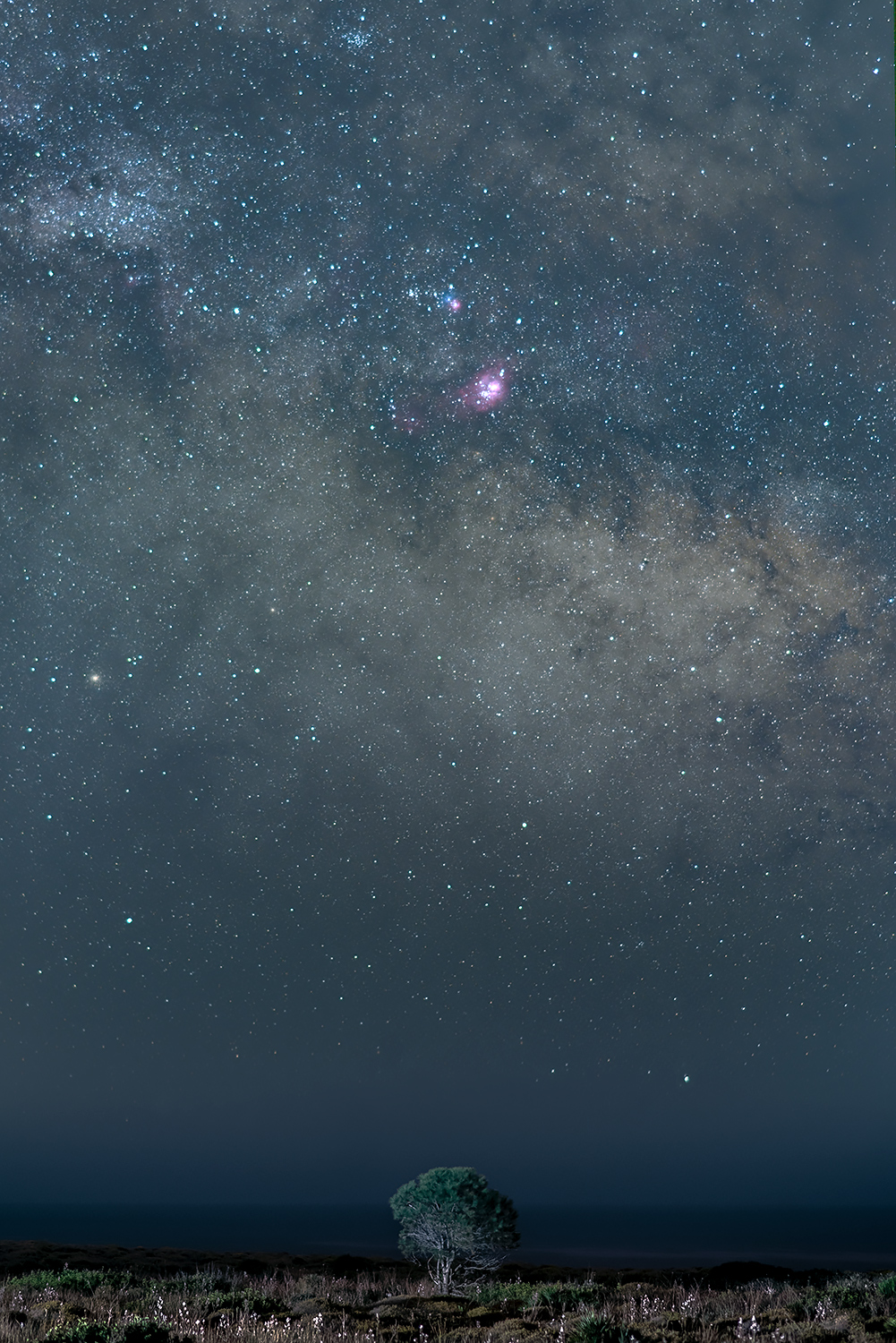 L'alberello e la Via Lattea