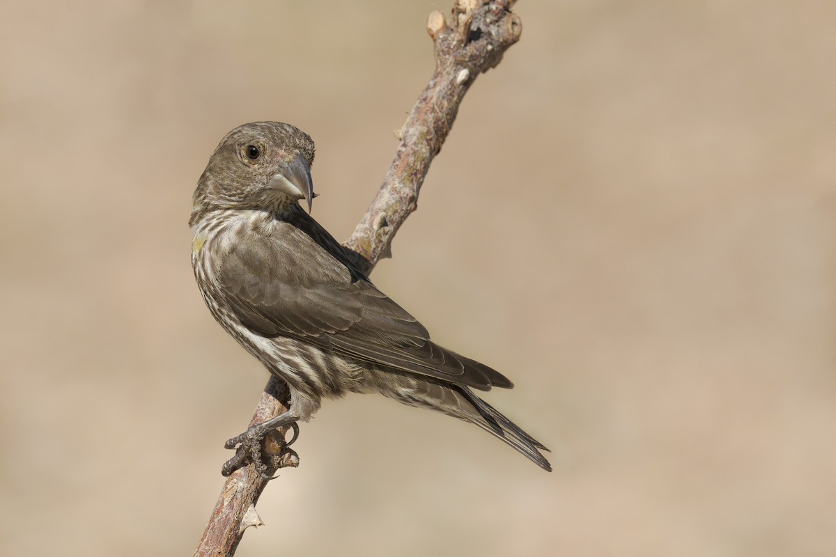 Crociere  (Loxia curvirostra)