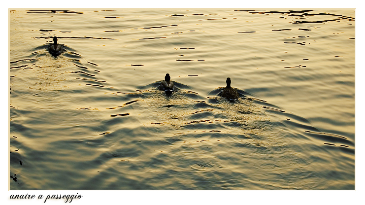 anatre a passeggio