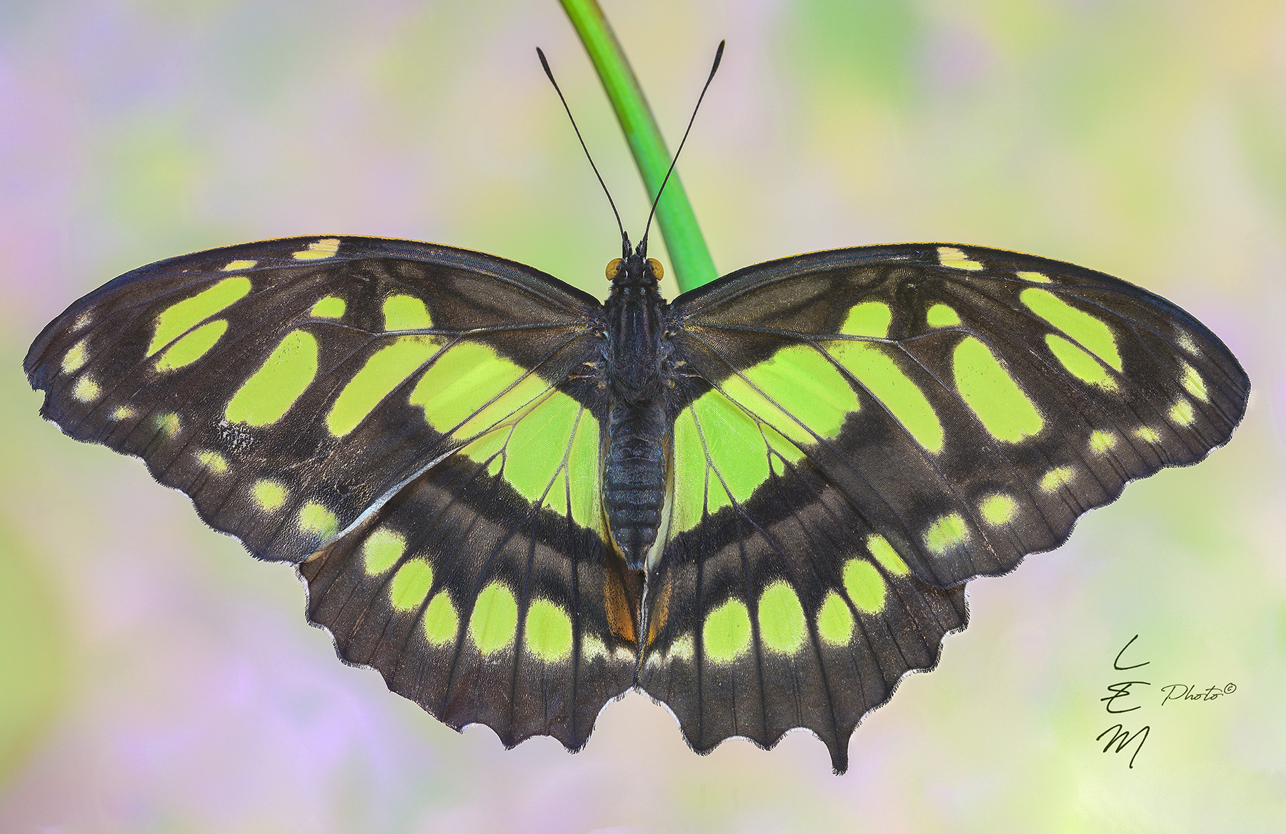 Graphium agamennon (Linnaeus, 1758)